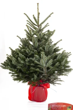 Kerstbomen|ohgreen Kerstboom Abies Nordman in pot 100-125 cm