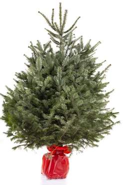 Kerstbomen|ohgreen Kerstboom Abies Nordmann in pot 150-175 cm