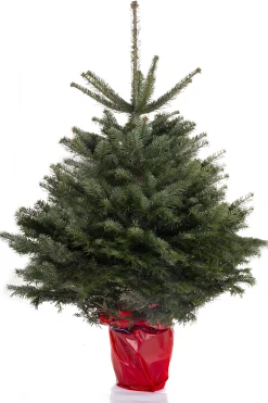 Kerstbomen|ohgreen Kerstboom Abies Nordmann in pot 125-150 cm