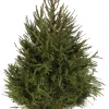 Kerstbomen|ohgreen Kerstboom Picea abies in pot (Fijnspar)