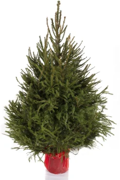 Kerstbomen|ohgreen Kerstboom Picea abies in pot (Fijnspar)
