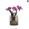 Bloeiende Planten|Ecocheques|ohgreen kolibri phalaenopsis Root Purple