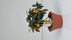 Ecocheques|Mediterrane Planten|ohgreen Kumquat ciotola