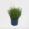 Lavendel|Ecocheques|ohgreen Lavendel p18
