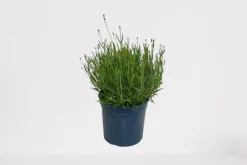 Lavendel|Ecocheques|ohgreen Lavendel p18
