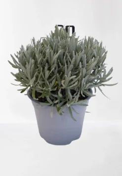 Lavendel|Ecocheques|ohgreen Lavendel struik in pot