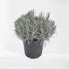 Lavendel|Ecocheques|ohgreen Lavendel struik in pot