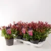 Struiken|Ecocheques|ohgreen Leucothoe axillaris Zeblid ( Druifheide )