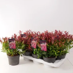 Struiken|Ecocheques|ohgreen Leucothoe axillaris Zeblid ( Druifheide )
