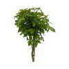 Bomen|Ecocheques|ohgreen Liquidambar styraciflua