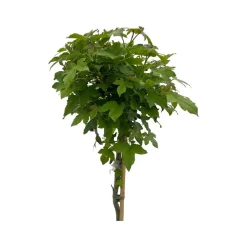 Bomen|Ecocheques|ohgreen Liquidambar styraciflua