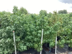 Bomen|Ecocheques|ohgreen Liquidambar styraciflua ( Amberboom )