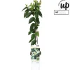 Ecocheques|Klimplanten|ohgreen Lonicera similis var delavayi
