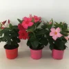 Voorjaar|Ecocheques|ohgreen Mandevilla p10,5 lang bloeiend