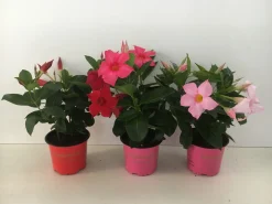 Voorjaar|Ecocheques|ohgreen Mandevilla p10,5 lang bloeiend