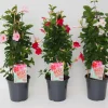 Voorjaar|Ecocheques|ohgreen Mandevilla pyramide p17 lang bloeiend