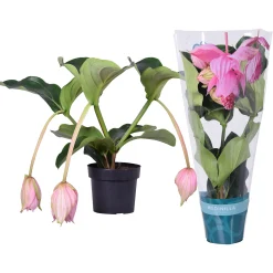 Ecocheques|Bloeiende Planten|ohgreen Medinilla magnifica (Trosbloem) 3 knoppen