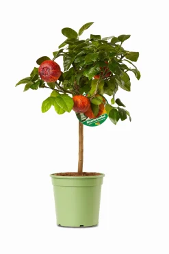 Mediterrane Planten|Ecocheques|ohgreen Mini citrusboom p20 h70-80