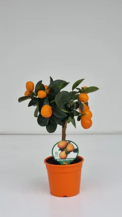 Mediterrane Planten|Ecocheques|ohgreen Mini citrusboom p20 h70-80
