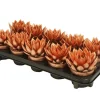 Composities En Terrariums|Ecocheques|ohgreen Miranda colo bronze