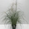 Vaste Planten|Ecocheques|ohgreen Miscanthus sinensis Flamingo ( Prachtriet )