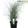 Vaste Planten|Ecocheques|ohgreen Miscanthus sinensis Gracillimus ( Prachtriet of Reuzenriet )