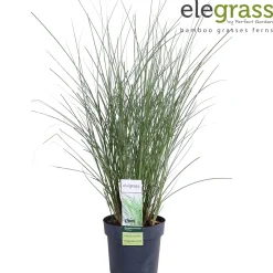 Vaste Planten|Ecocheques|ohgreen Miscanthus sinensis Gracillimus ( Prachtriet )