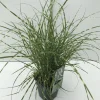 Vaste Planten|Ecocheques|ohgreen Miscanthus sinensis Little Zebra ( Prachtriet )