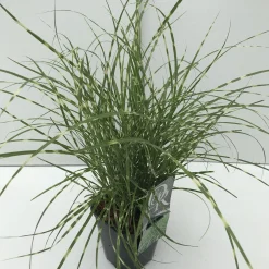 Vaste Planten|Ecocheques|ohgreen Miscanthus sinensis Little Zebra ( Prachtriet )