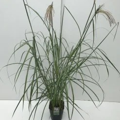 Vaste Planten|Ecocheques|ohgreen Miscanthus sinensis Malepartus ( Prachtriet )
