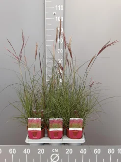 Ecocheques|Vaste Planten|ohgreen Miscanthus sinensis red chief