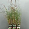 Ecocheques|Vaste Planten|ohgreen Miscanthus sinensis silbersp