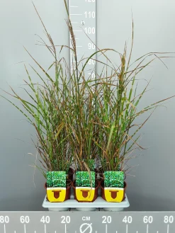 Ecocheques|Vaste Planten|ohgreen Miscanthus sinensis strictus