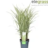 Vaste Planten|Ecocheques|ohgreen Miscanthus sinensis Variegatus ( Prachtriet )