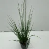 Vaste Planten|Ecocheques|ohgreen Molinia caerulea Edith Dudszus ( Pijpenstrootje )