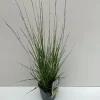 Vaste Planten|Ecocheques|ohgreen Molinia caerulea Moorhexe ( Pijpenstrootje )