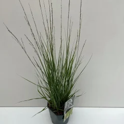 Vaste Planten|Ecocheques|ohgreen Molinia caerulea Moorhexe ( Pijpenstrootje )