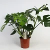 Groene Planten|Ecocheques|ohgreen Monstera (Gatenplant)