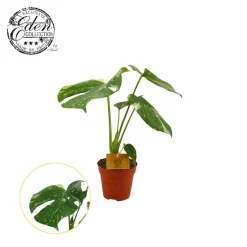 Groene Planten|Ecocheques|ohgreen Monstera Thai Constellation