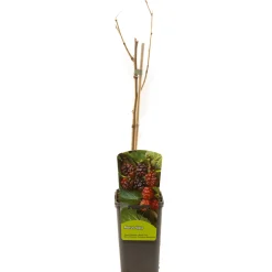 Ecocheques|Fruitbomen|ohgreen Morus nigra zwarte moerbei