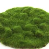 Sfeermakers|ohgreen Mosschijf marchantiophyta m