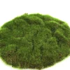 Sfeermakers|ohgreen Mosschijf marchantiophyta s