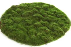 Sfeermakers|ohgreen Mosschijf marchantiophyta xl