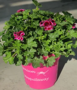 Voorjaar|Ecocheques|ohgreen Muggenwerende plant muggenweg p14