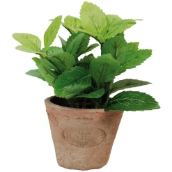 Ecocheques|Potten En Vazen|ohgreen Munt in pot