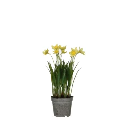 Sfeermakers|ohgreen Narcis in gele plastic pot - h26xd8,5cm