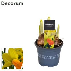 Voorjaar|Ecocheques|ohgreen Narcis jetfire