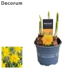 Voorjaar|Ecocheques|ohgreen Narcis 'rip van winkle'