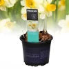 Voorjaar|Ecocheques|ohgreen Narcis 'spring sunshine'