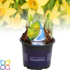Voorjaar|Ecocheques|ohgreen Narcis 'tete a tete'